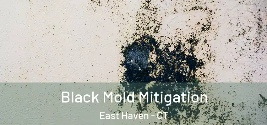 Black Mold Mitigation East Haven - CT