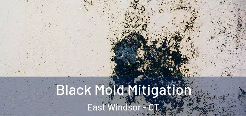 Black Mold Mitigation East Windsor - CT