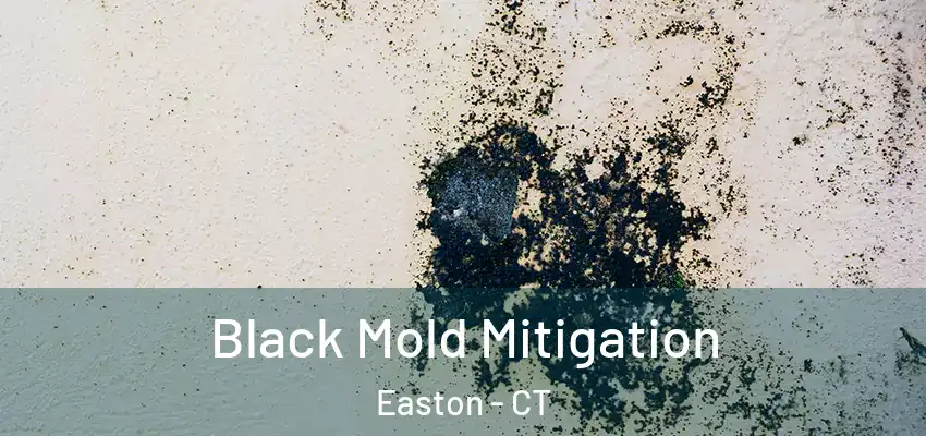 Black Mold Mitigation Easton - CT