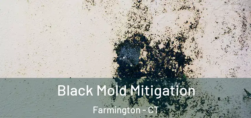  Black Mold Mitigation Farmington - CT