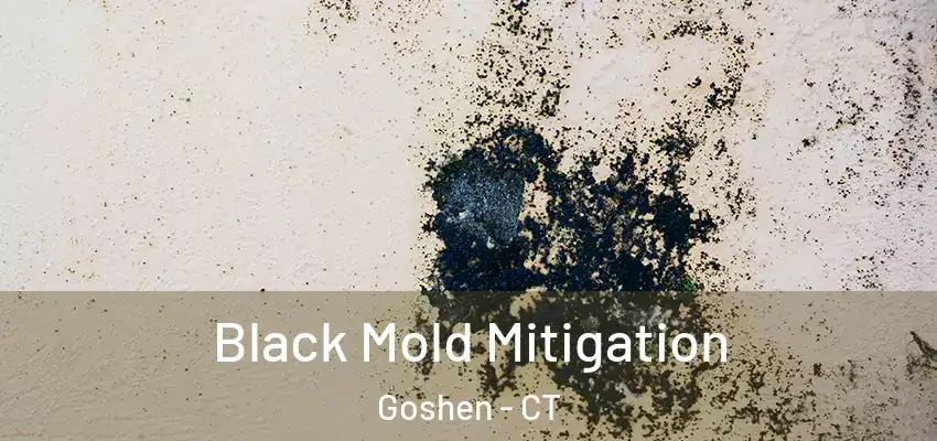 Black Mold Mitigation Goshen - CT