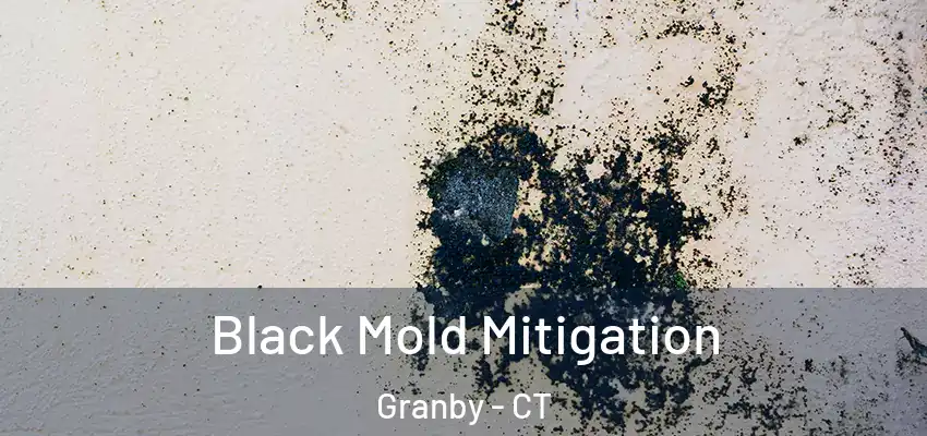Black Mold Mitigation Granby - CT