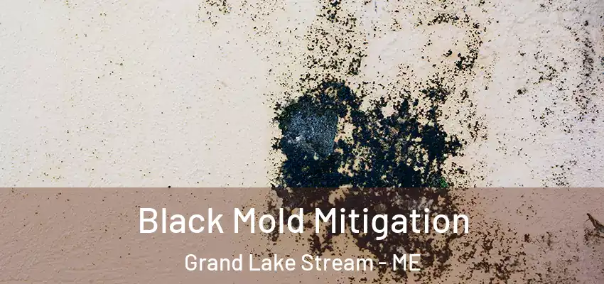  Black Mold Mitigation Grand Lake Stream - ME