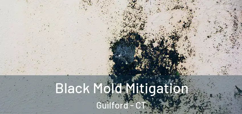 Black Mold Mitigation Guilford - CT