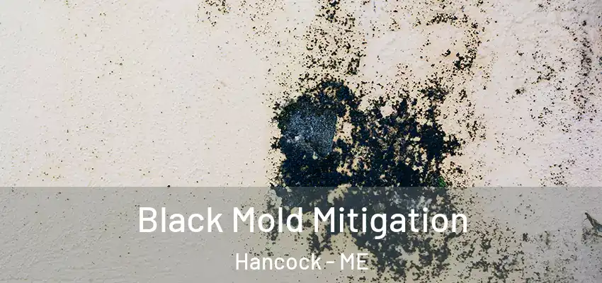Black Mold Mitigation Hancock - ME