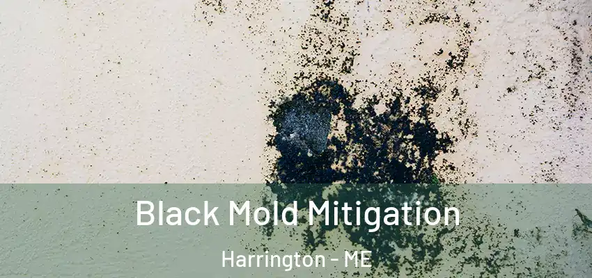 Black Mold Mitigation Harrington - ME