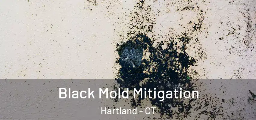 Black Mold Mitigation Hartland - CT