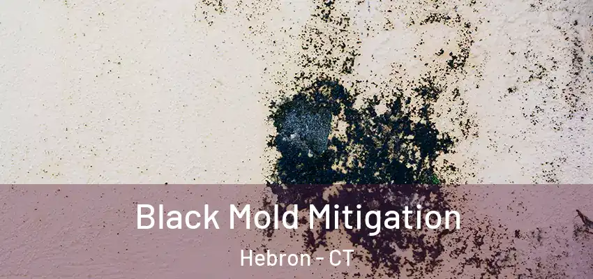Black Mold Mitigation Hebron - CT