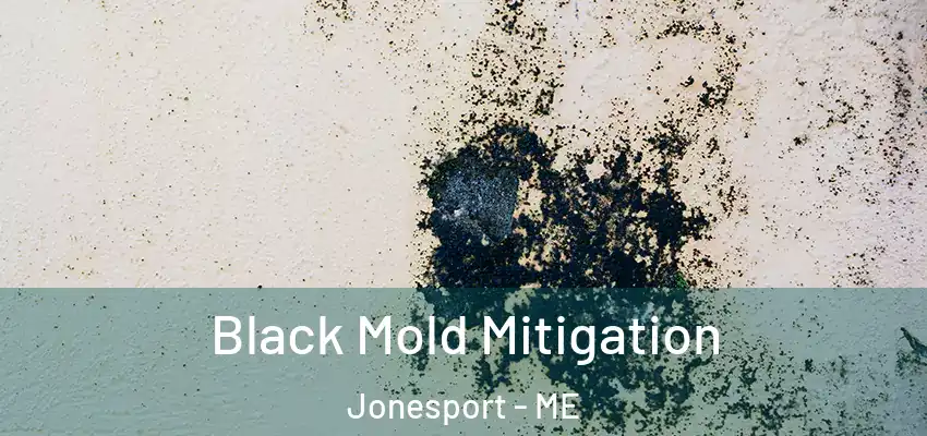 Black Mold Mitigation Jonesport - ME