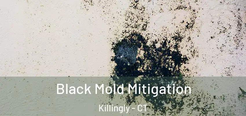 Black Mold Mitigation Killingly - CT