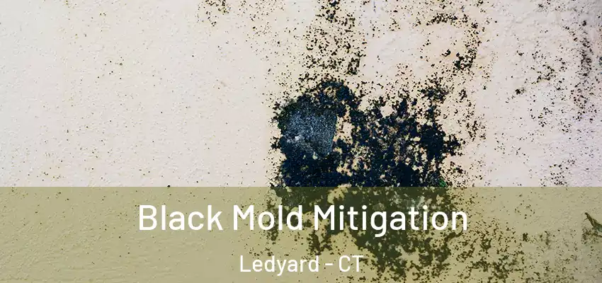 Black Mold Mitigation Ledyard - CT