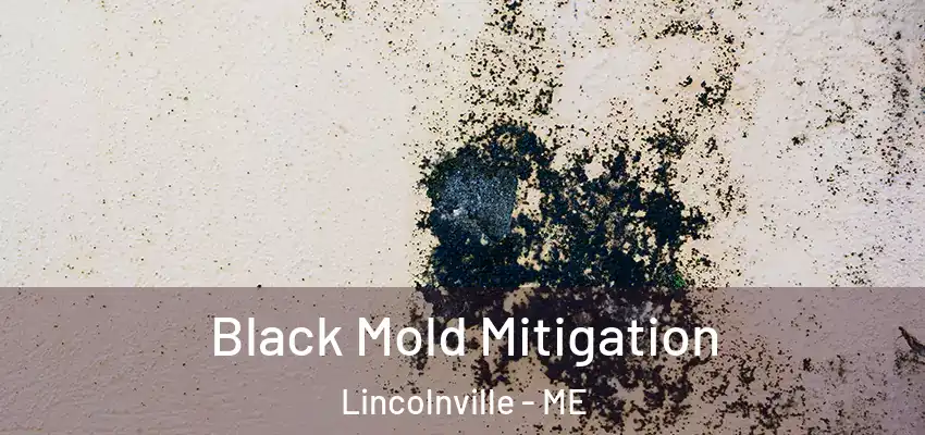  Black Mold Mitigation Lincolnville - ME