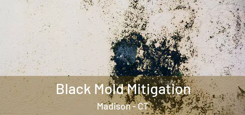 Black Mold Mitigation Madison - CT