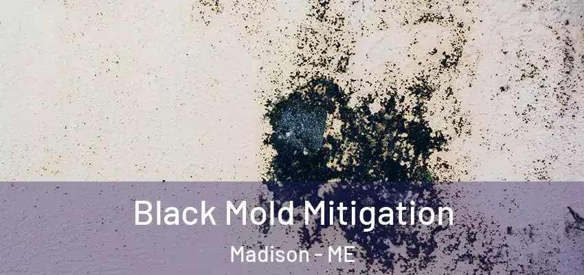 Black Mold Mitigation Madison - ME