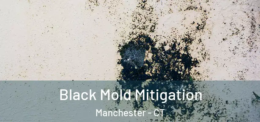 Black Mold Mitigation Manchester - CT