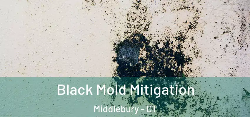 Black Mold Mitigation Middlebury - CT