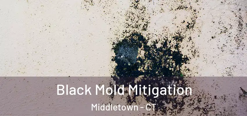 Black Mold Mitigation Middletown - CT