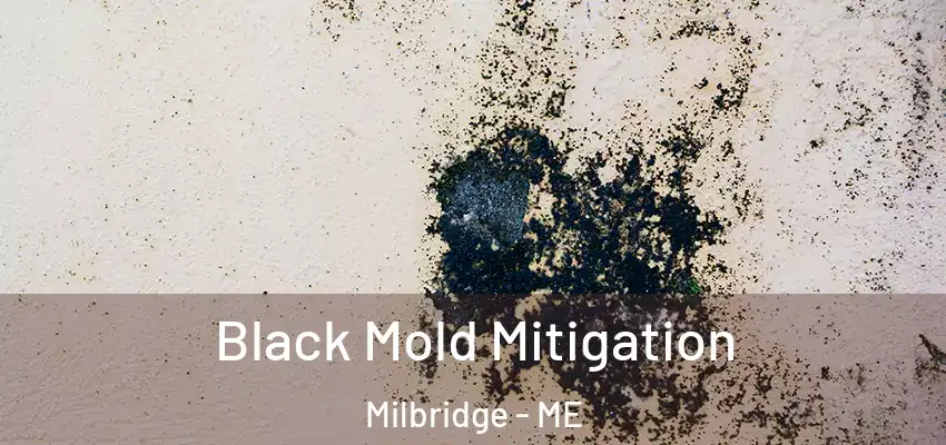 Black Mold Mitigation Milbridge - ME