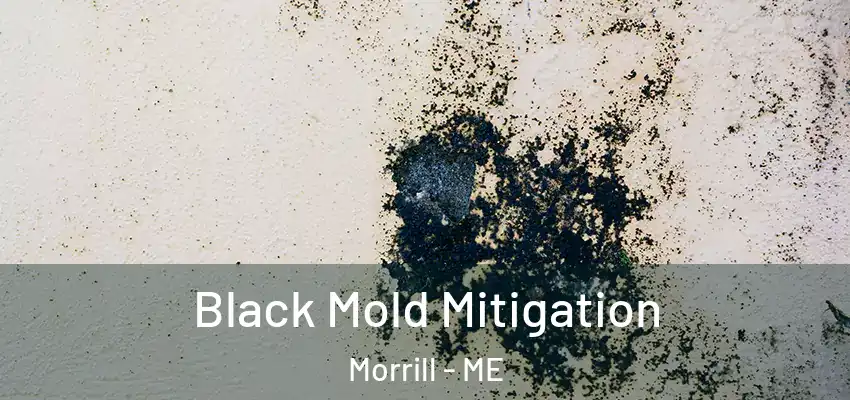 Black Mold Mitigation Morrill - ME