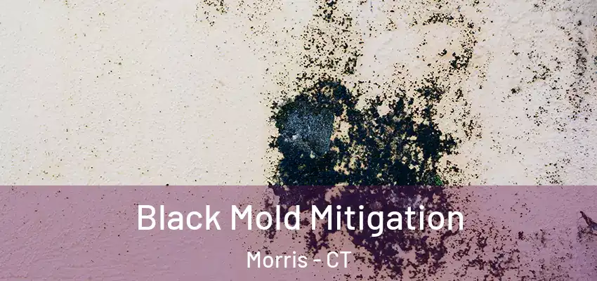 Black Mold Mitigation Morris - CT