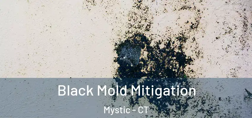 Black Mold Mitigation Mystic - CT