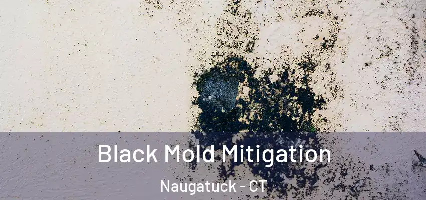Black Mold Mitigation Naugatuck - CT