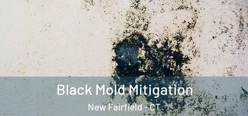 Black Mold Mitigation New Fairfield - CT