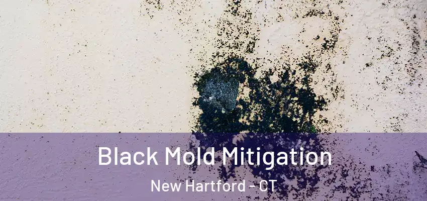  Black Mold Mitigation New Hartford - CT
