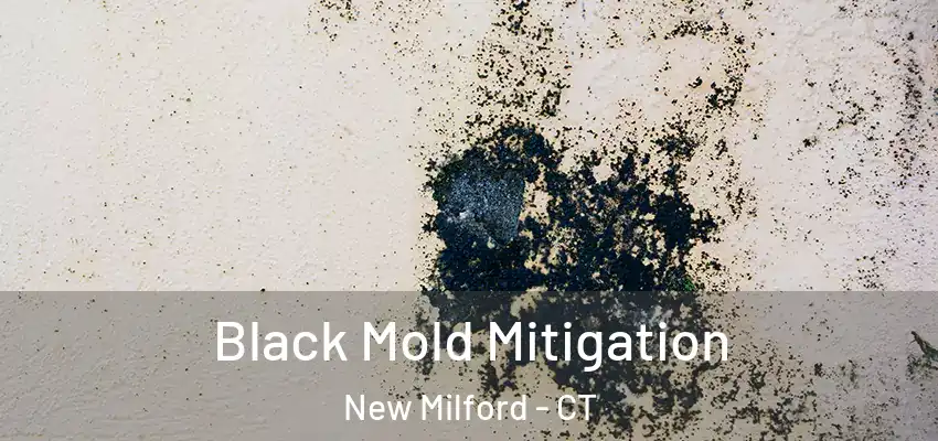 Black Mold Mitigation New Milford - CT