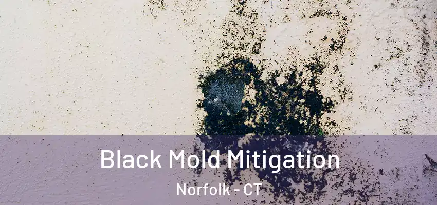 Black Mold Mitigation Norfolk - CT