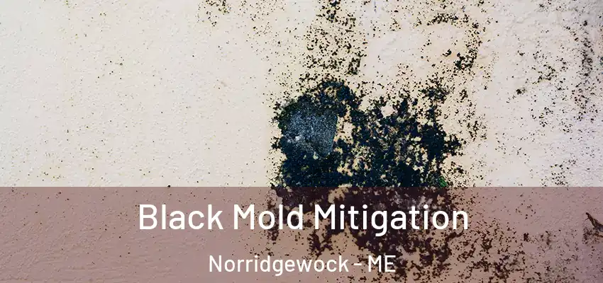 Black Mold Mitigation Norridgewock - ME