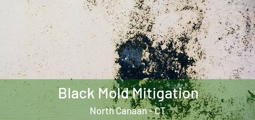 Black Mold Mitigation North Canaan - CT