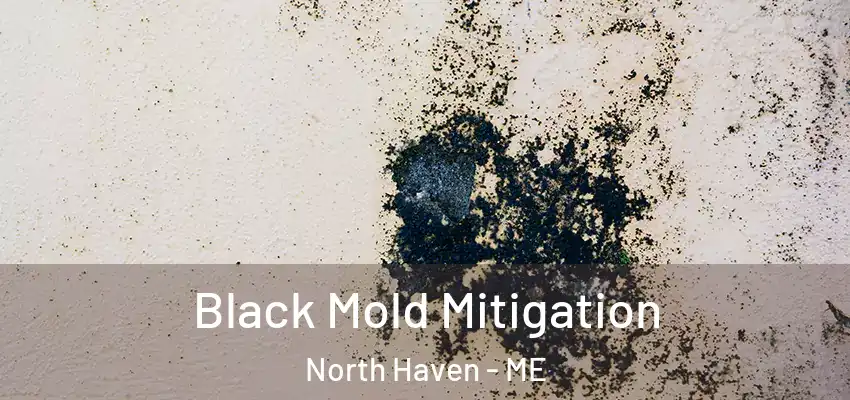 Black Mold Mitigation North Haven - ME
