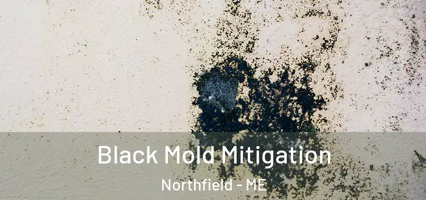 Black Mold Mitigation Northfield - ME