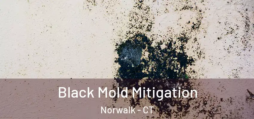 Black Mold Mitigation Norwalk - CT