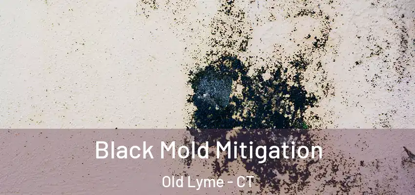 Black Mold Mitigation Old Lyme - CT