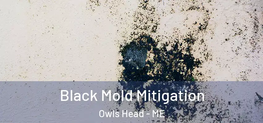 Black Mold Mitigation Owls Head - ME