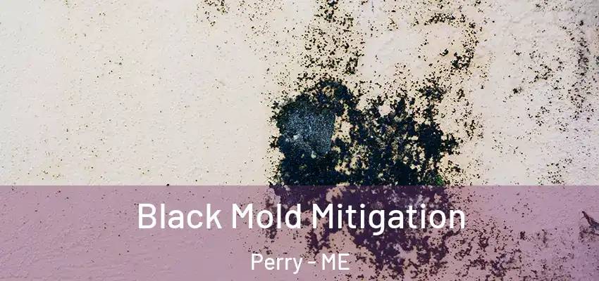 Black Mold Mitigation Perry - ME