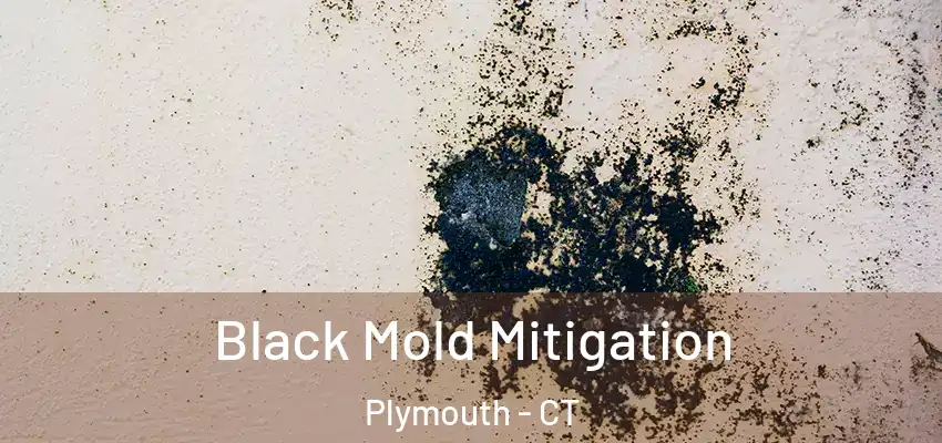  Black Mold Mitigation Plymouth - CT