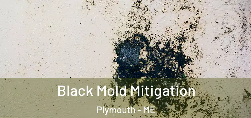 Black Mold Mitigation Plymouth - ME