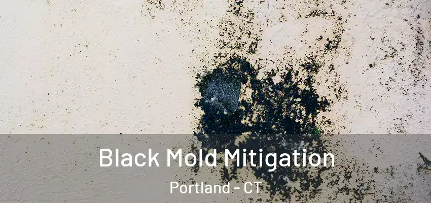 Black Mold Mitigation Portland - CT