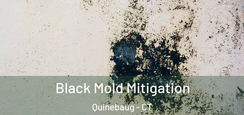 Black Mold Mitigation Quinebaug - CT