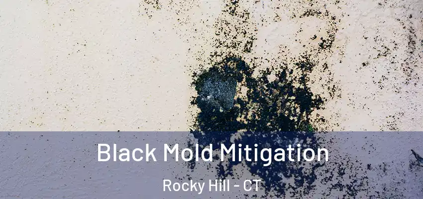  Black Mold Mitigation Rocky Hill - CT