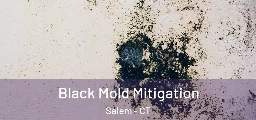 Black Mold Mitigation Salem - CT