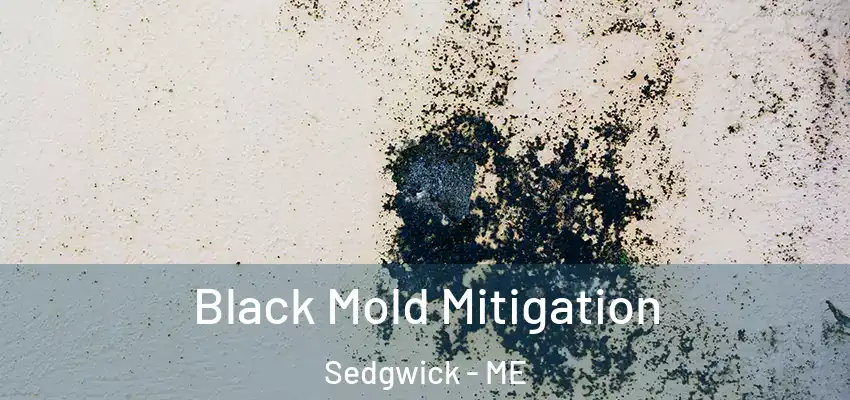 Black Mold Mitigation Sedgwick - ME