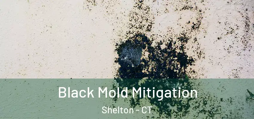 Black Mold Mitigation Shelton - CT