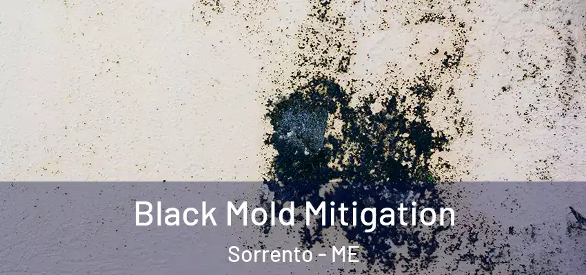  Black Mold Mitigation Sorrento - ME