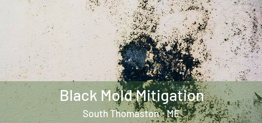  Black Mold Mitigation South Thomaston - ME