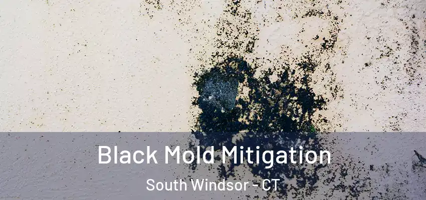 Black Mold Mitigation South Windsor - CT
