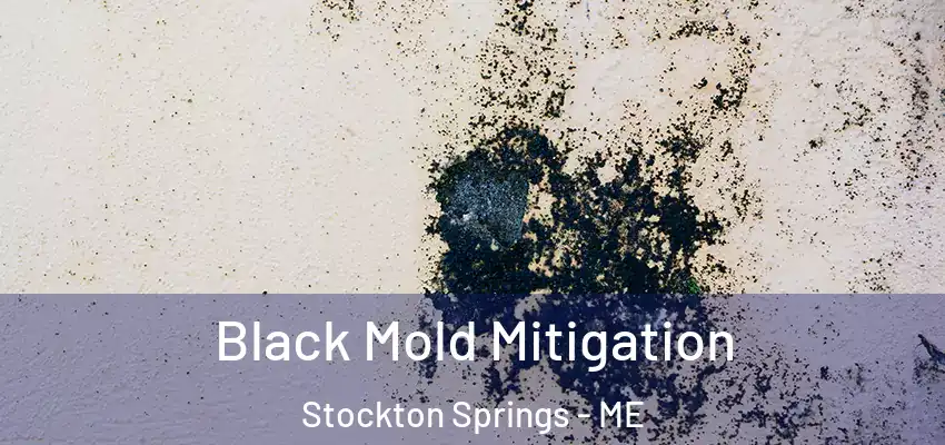  Black Mold Mitigation Stockton Springs - ME